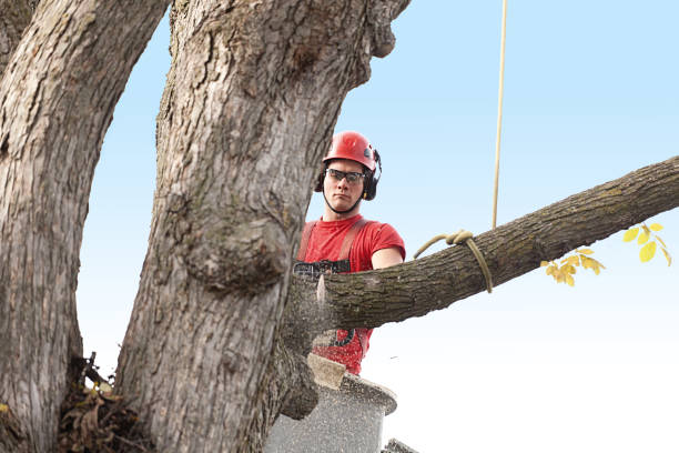 Professional Tree Services in Woodfin, NC